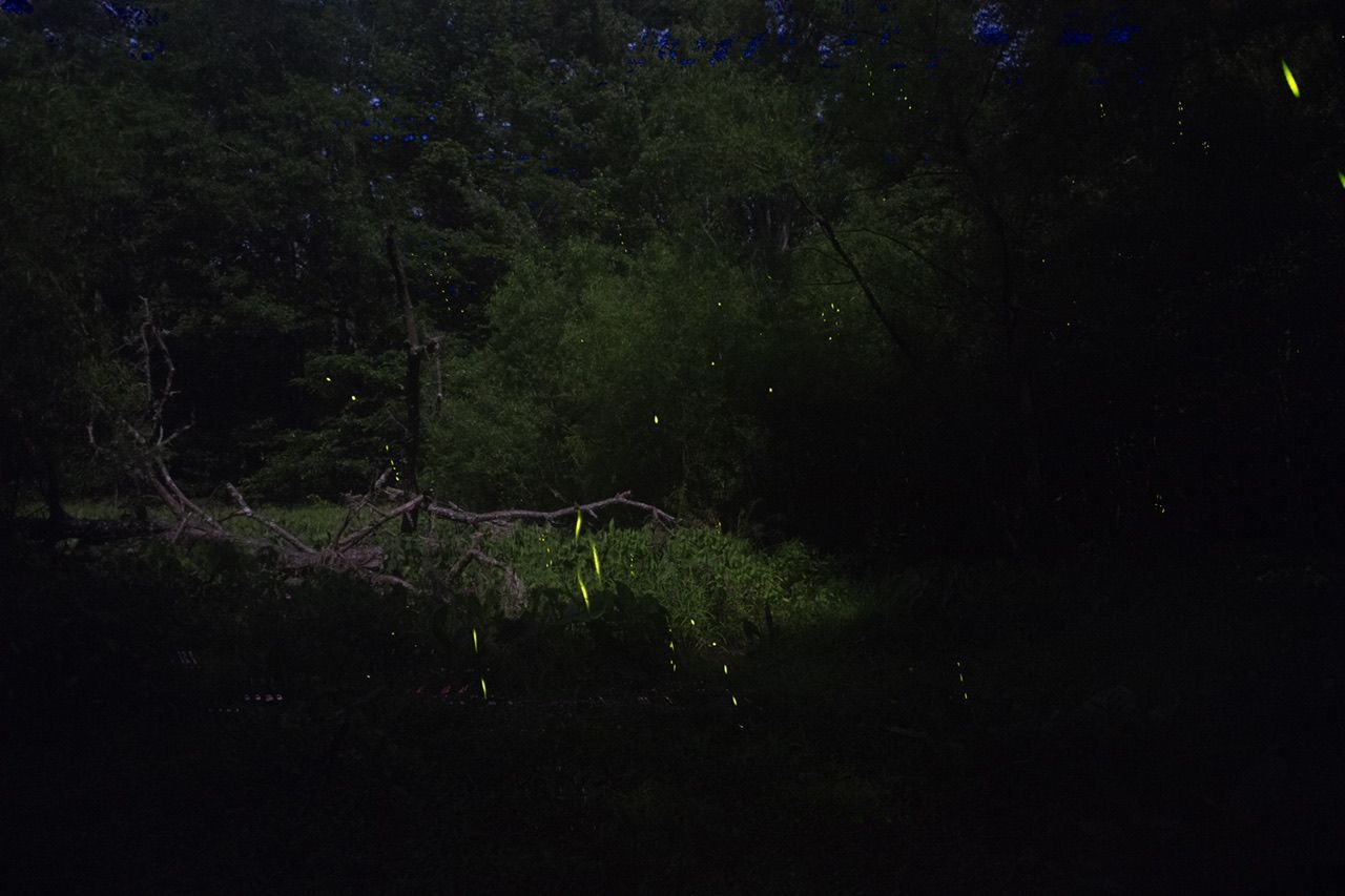 Springwood lightning bug season starts The Café Square Wheels Cycling