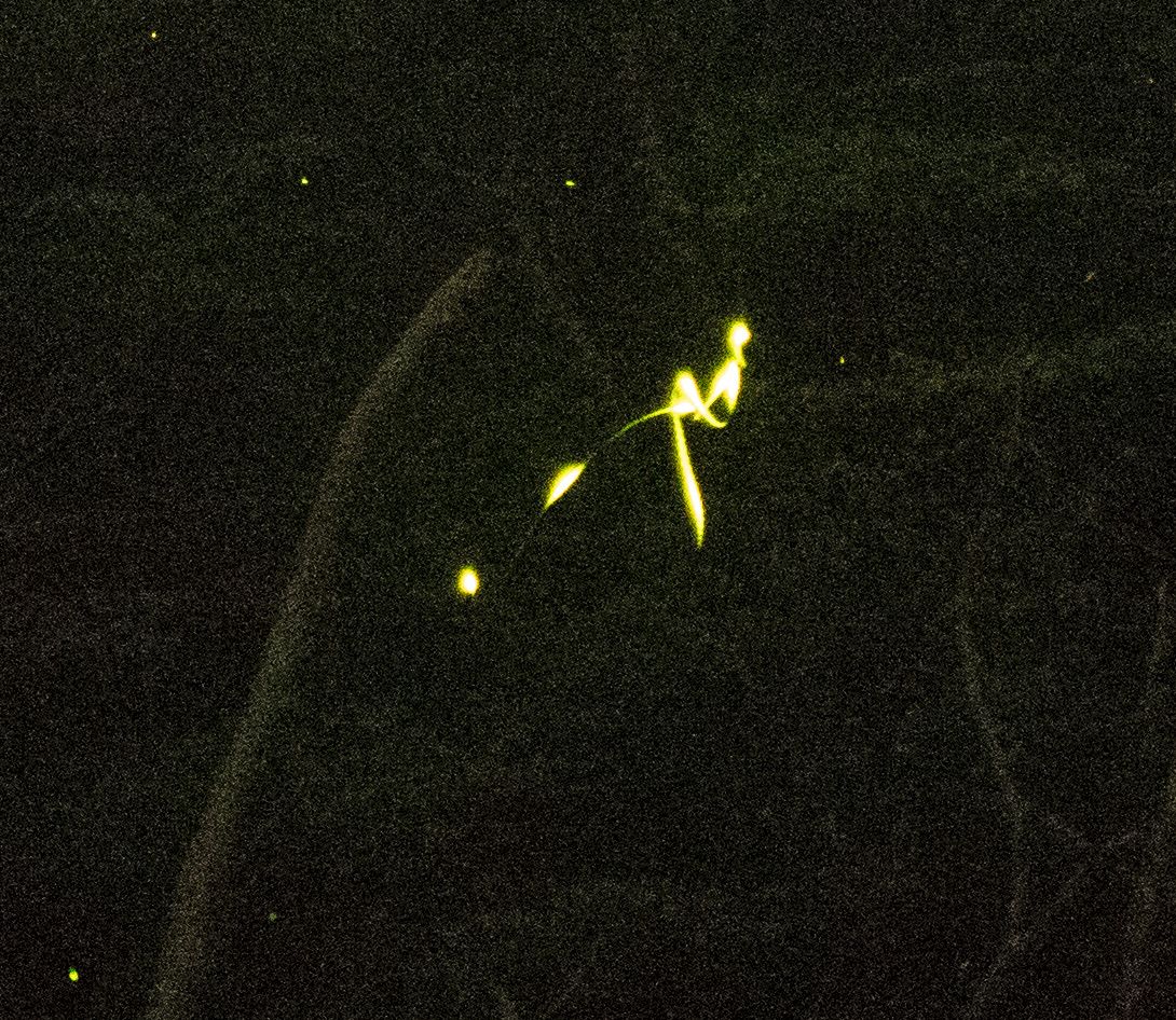 Springwood lightning bug season starts The Café Kirby's Lilypad