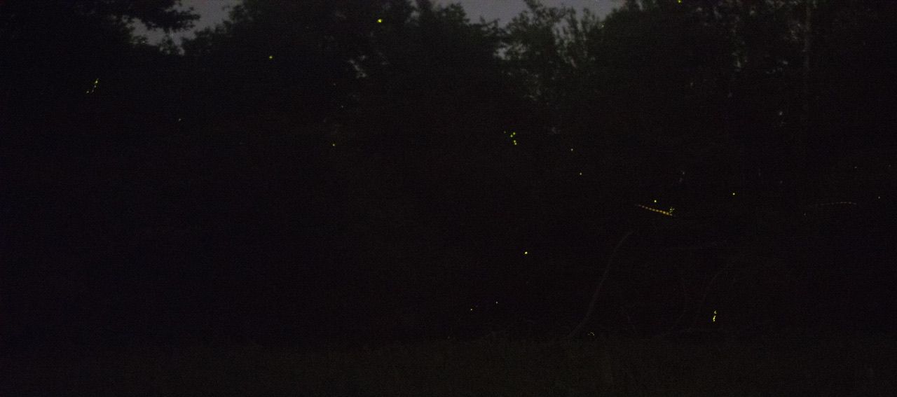 Springwood lightning bug season starts The Café Kirby's Lilypad