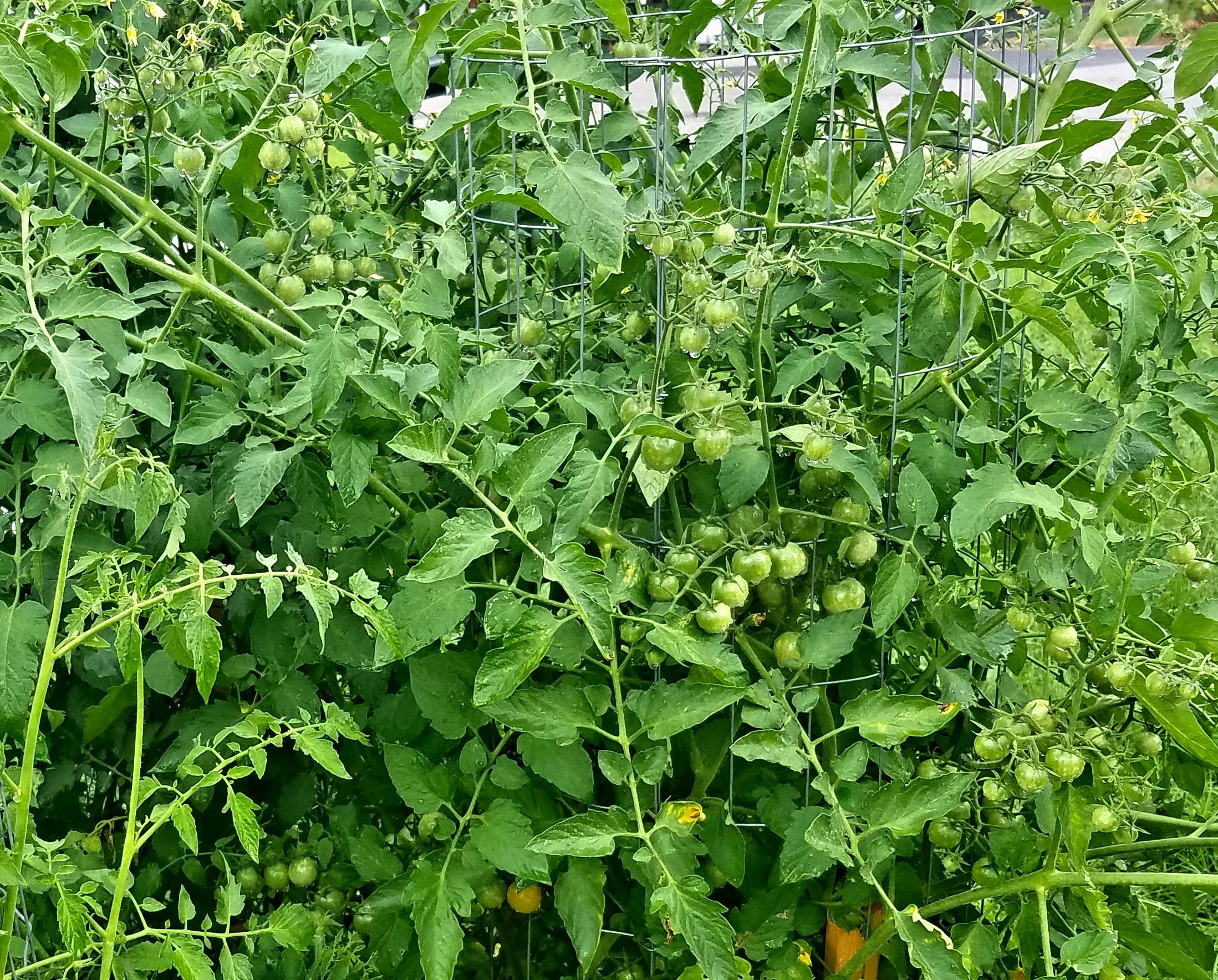 Cherry Tomato Varieties new to me for 2024 The Café Square Wheels