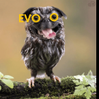 EVOO